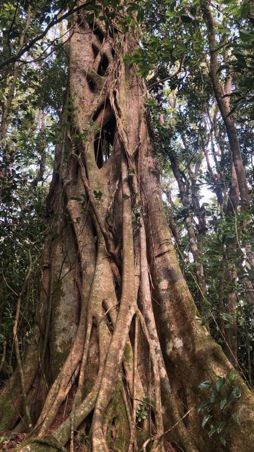 Cantos Del Bosque Monteverde Εξωτερικό φωτογραφία